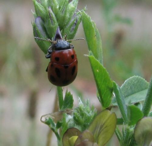 Réf. 61 138 : Gonioctena fornicata