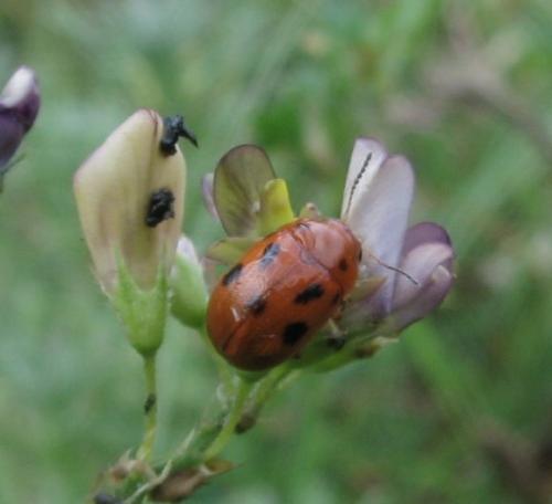 Gonioctena fornicata