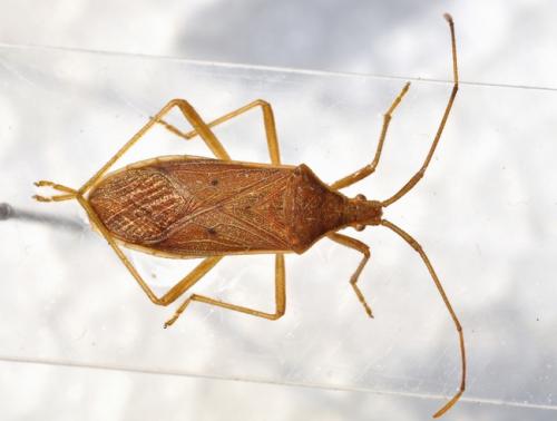 Homoeocerus marginellus