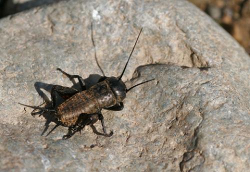 Réf. 61 960 : Gryllus campestris