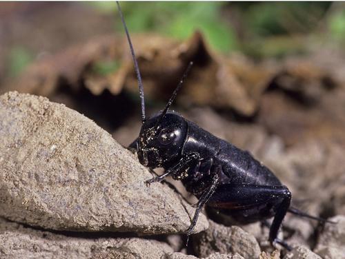 Gryllus campestris