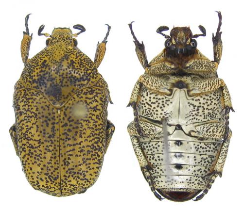 Marmarina maculosa