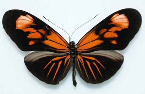 Réf. 61 759 : Heliconius erato erato