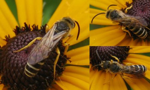 Halictus scabiosae