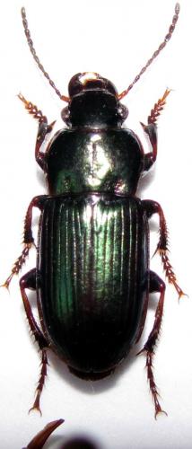 Réf. 61 223 : Harpalus distinguendus