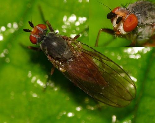 Heteromyza sp.