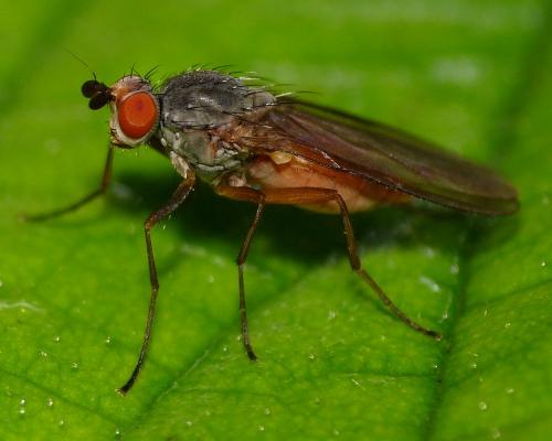 Réf. 61 962 : Heteromyza sp.