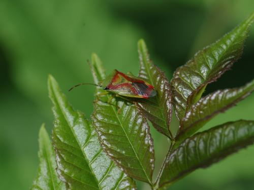 Elasmostethus sp.