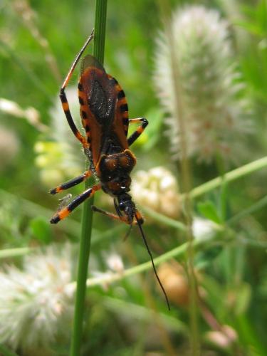 Réf. 61 627 : Rhynocoris sp.