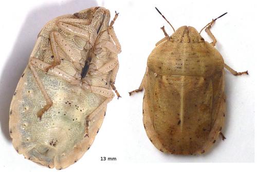 Eurygaster austriaca