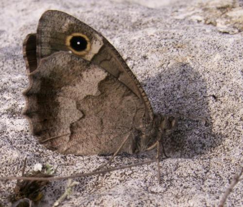 Réf. 61 211 : Hipparchia statilinus