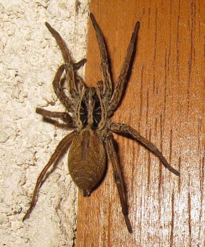 Hogna radiata