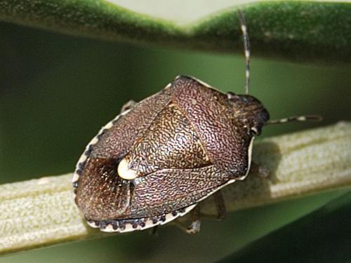 Réf. 61 165 : Holcostethus sp.