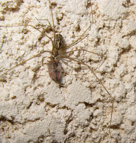 Holocnemus pluchei