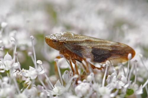 Aphrophora alni