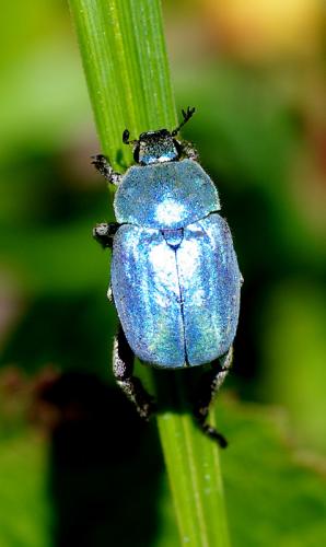 Réf. 61 863 : Hoplia coerulea