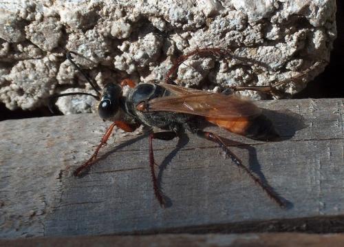 Sphex flavipennis
