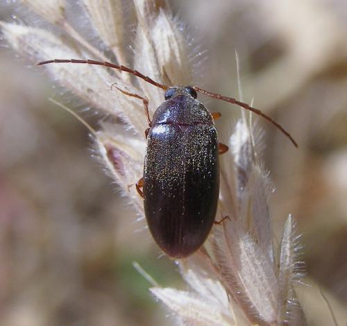 Hymenalia rufipes