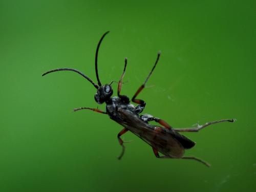 Réf. 61 190 : Caliadurgus fasciatellus