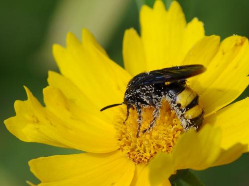 Scolia hirta