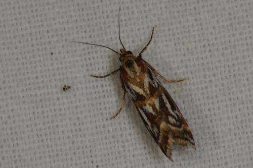 Acrobasis porphyrella