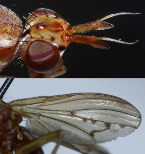 Réf. 61 952 : Ilione albiseta