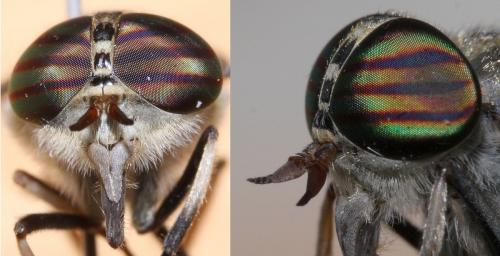 Réf. 61 004 : Tabanus glaucopis
