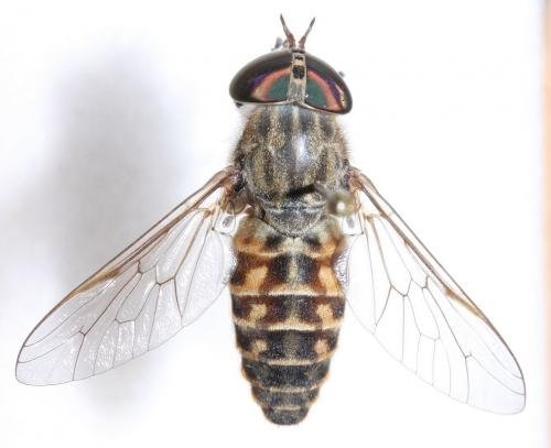 Réf. 61 003 : Tabanus glaucopis