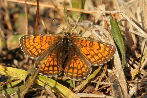 Réf. 61 015 : Melitaea parthenoides