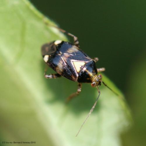 Liocoris tripustulatus
