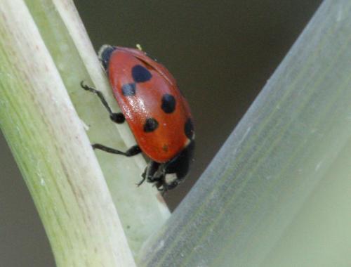 Réf. 61 124 : Coccinella undecimpunctata