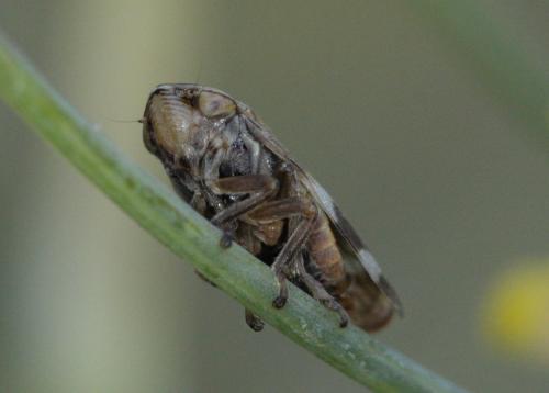 Philaenus spumarius