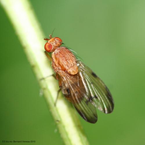 Minettia inusta