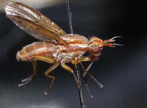 Réf. 61 950 : Ilione albiseta