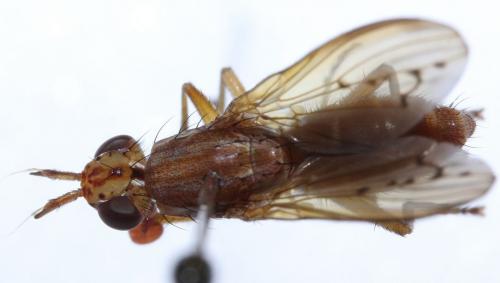 Réf. 61 951 : Ilione albiseta