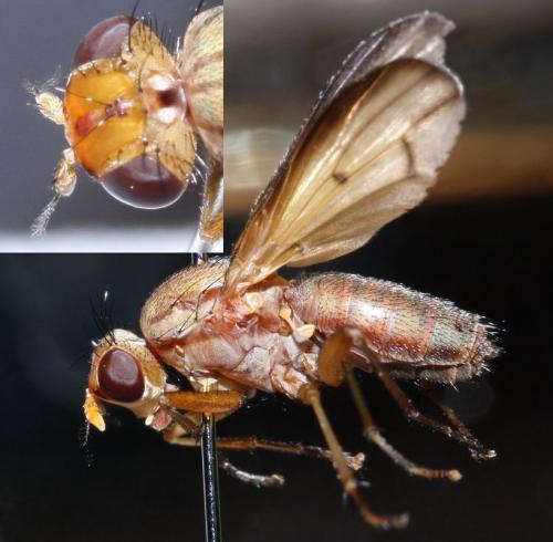 Tetanocera elata