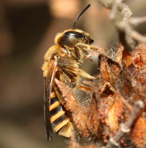 Réf. 61 534 : Halictus sp.