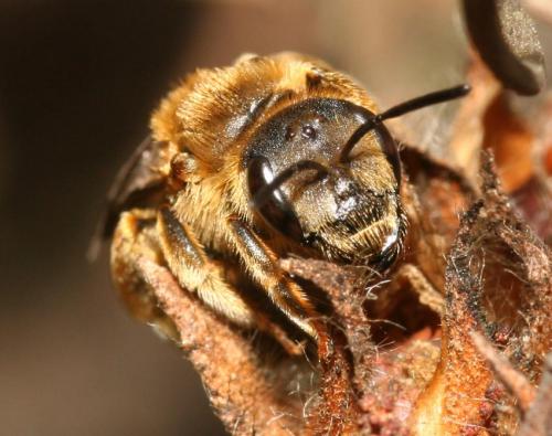 Réf. 61 535 : Halictus sp.