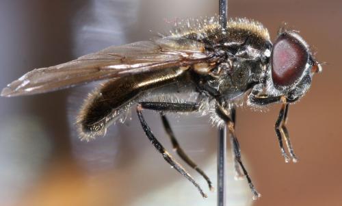 Réf. 61 988 : Cheilosia sp.