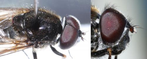 Réf. 61 989 : Cheilosia sp.