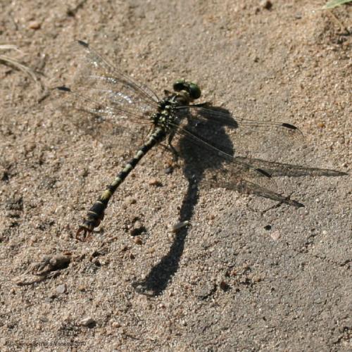 Onychogomphus forcipatus