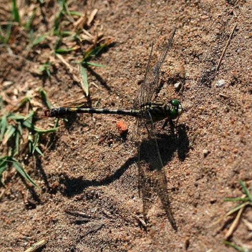 Onychogomphus forcipatus