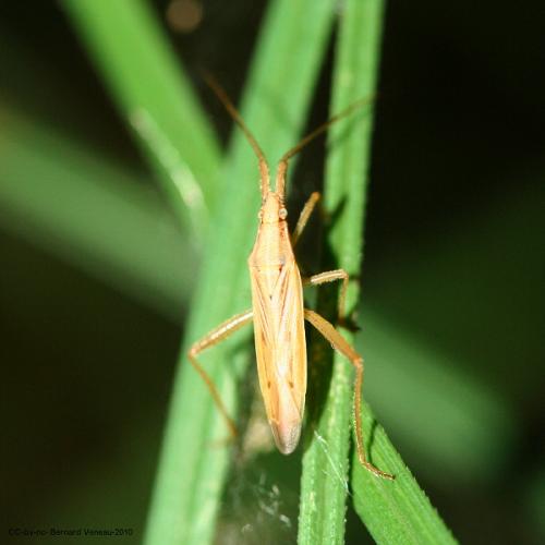 Stenodema sp.