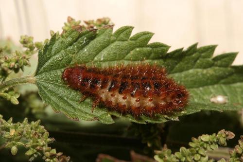 Réf. 61 412 : Drilus flavescens
