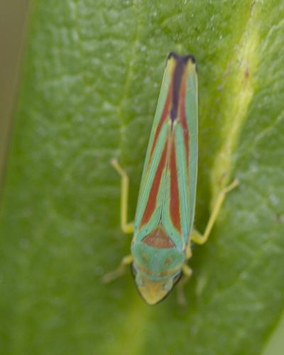 Réf. 61 013 : Graphocephala fennahi