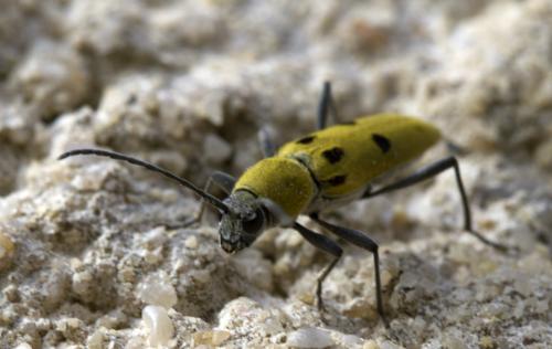 Chlorophorus glabromaculatus