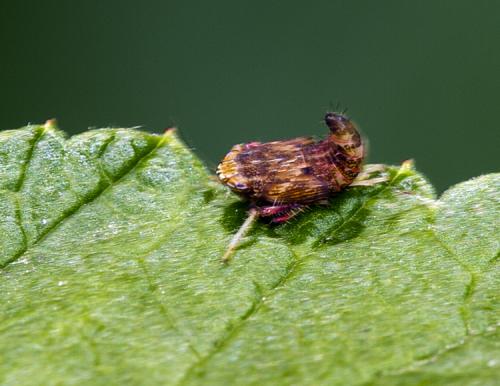 Réf. 61 018 : Orientus ishidae