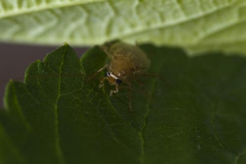 Ectobius sp.
