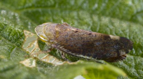 Fieberiella florii