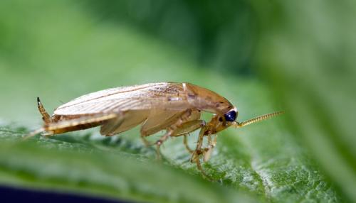 Réf. 61 029 : Ectobius sp.